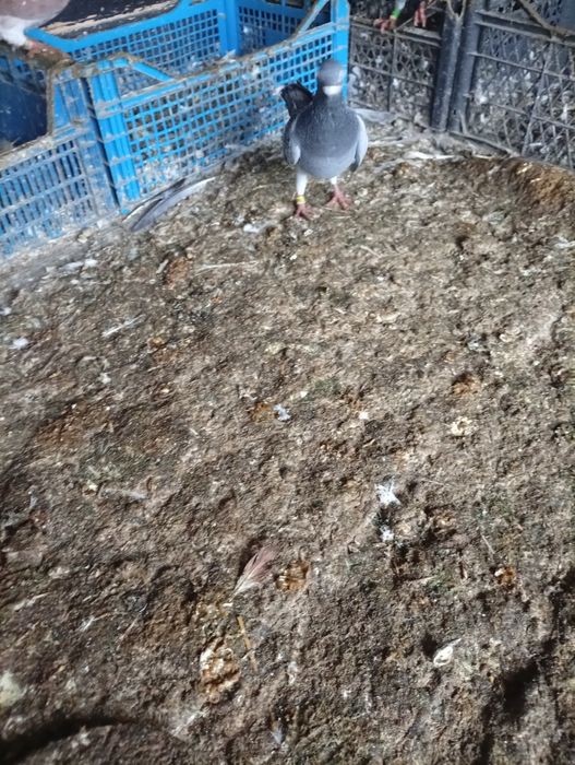 De vânzare porumbel.