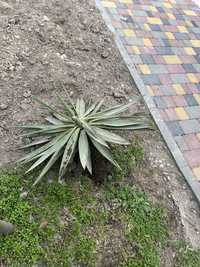 Пальма растение во двор