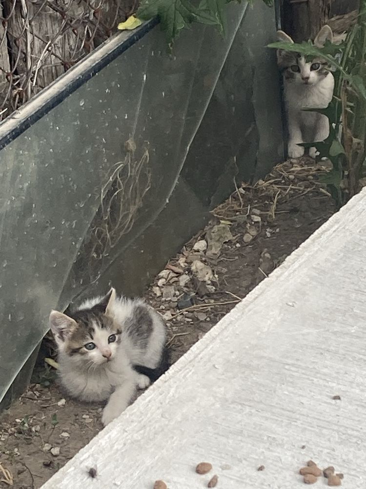 Подарявам котета