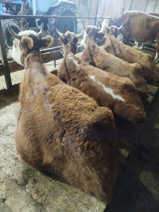 Сиырлар сатылады