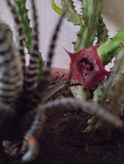 Кактус .Два (3) в одном горшке .