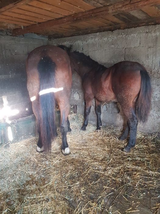 iapă de vânzare și mânză