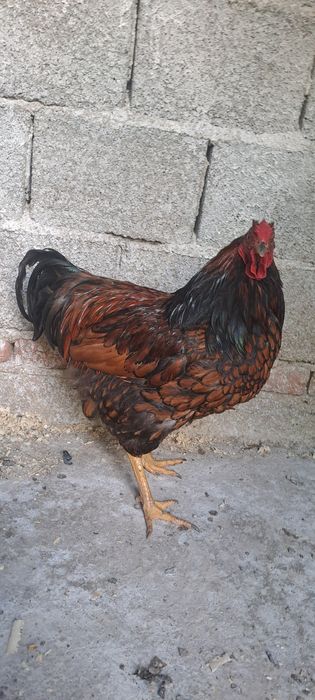 Cocoș wyandotte  anul 2024