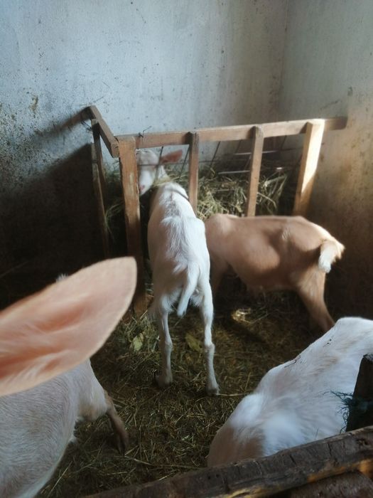 Schimb patru iede de anu acesta și un țap