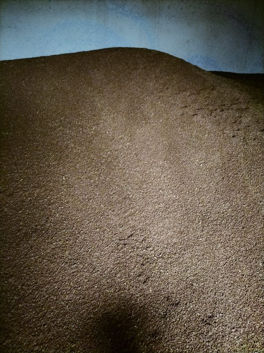 Vând grâu panificație