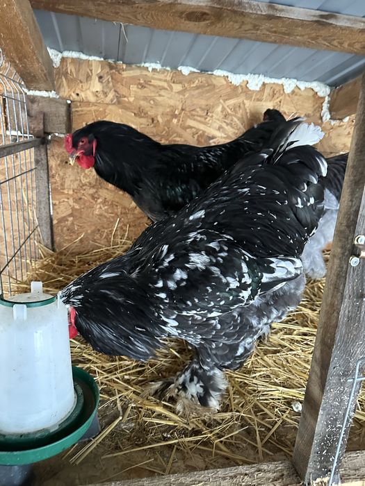 Pereche brahma albastru- negru