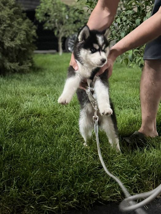 Соглом ит сотилади гарантияси бор
