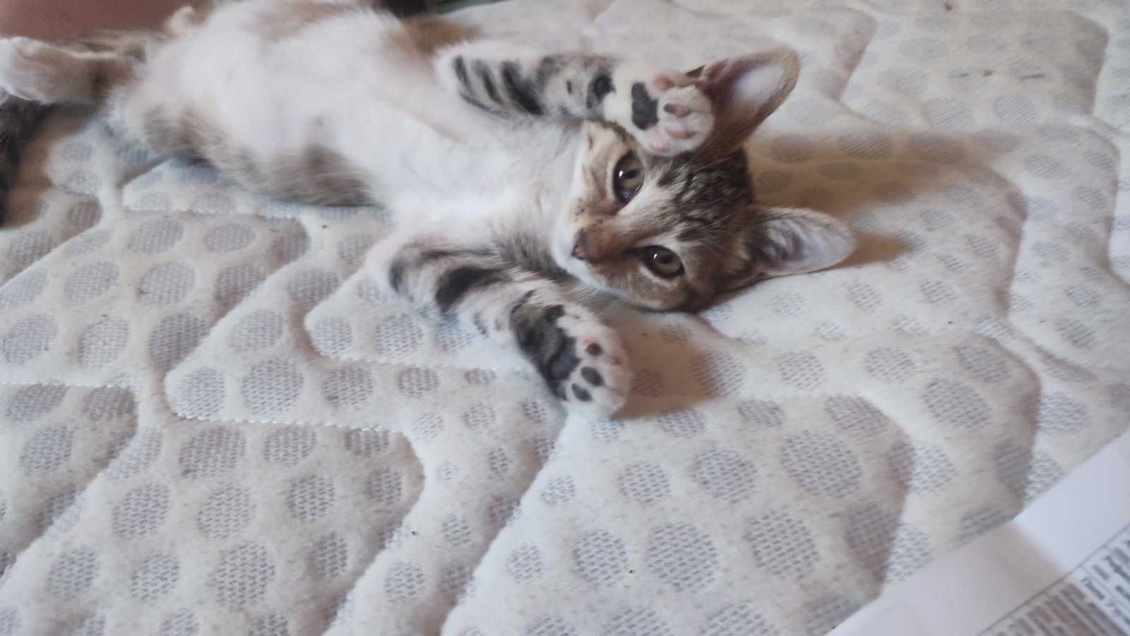 Подарявам котенца