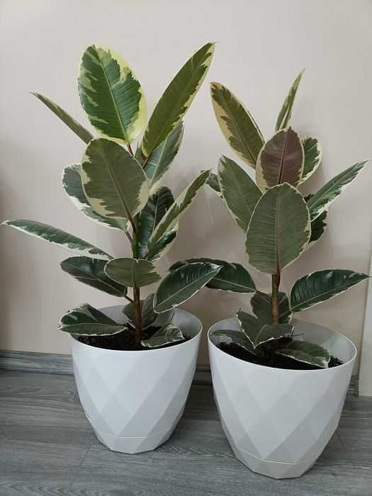 Ficuși în degrade mari de 1m