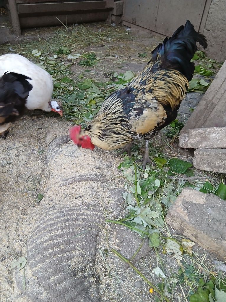 Cocoși   tineri de tara