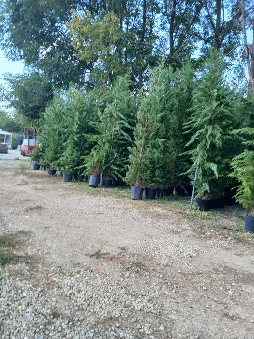 Chiparos leylandii 3m80 4m 250 ron