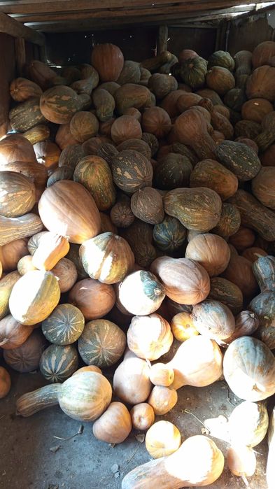 Тыква кормовая .