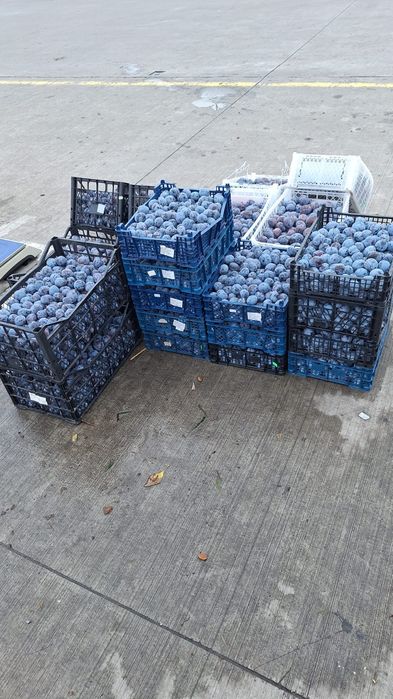 Prune pentru Tuica 18lei