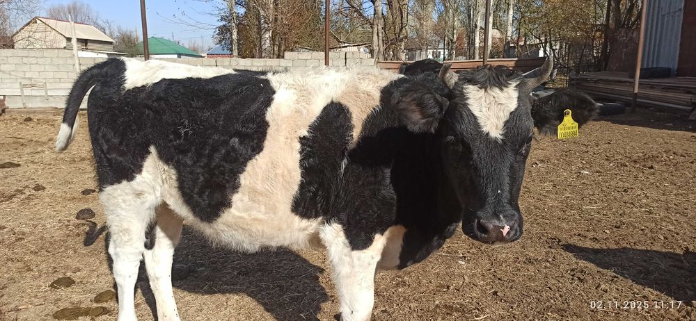 Продаются коровы