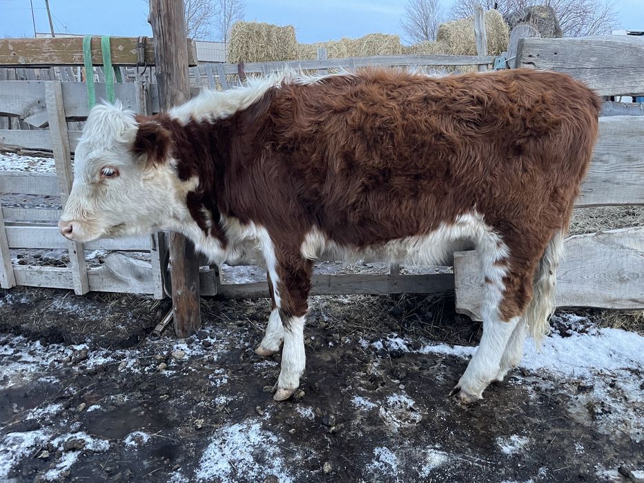 1,5 жасар тайынша сатылады