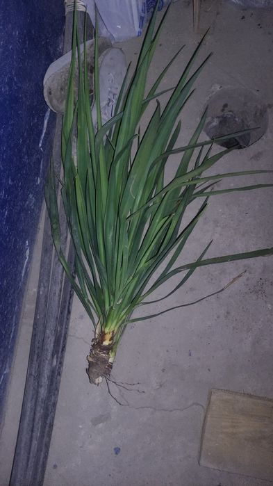 Юкка цветок Садовая