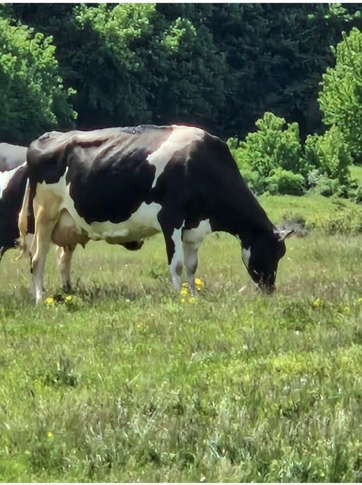 Vând două vaci holstein