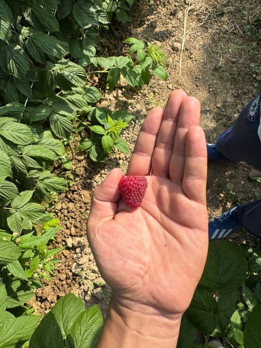 DELNIVA malina ko’chatlarimiz bor