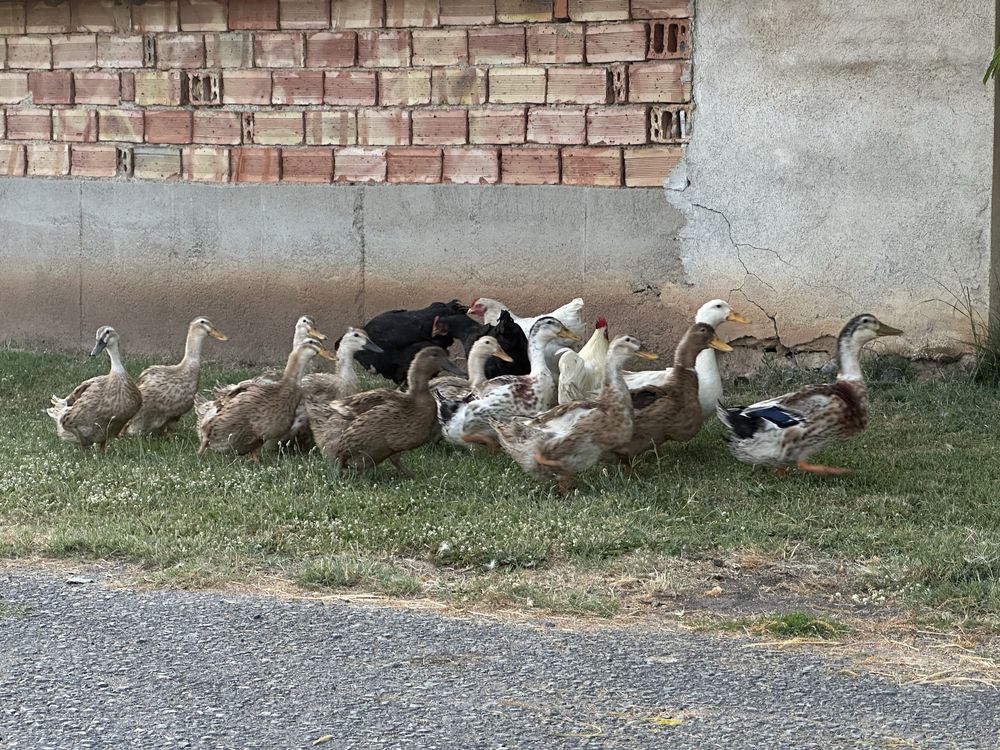 Продавам кокошки и юрдеци