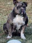 American bully pocket