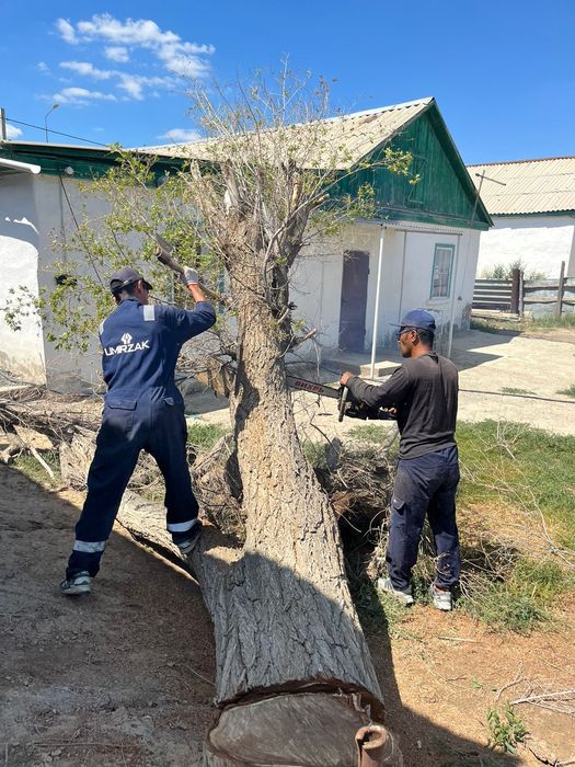 Тал.  Дерева без агп спилим