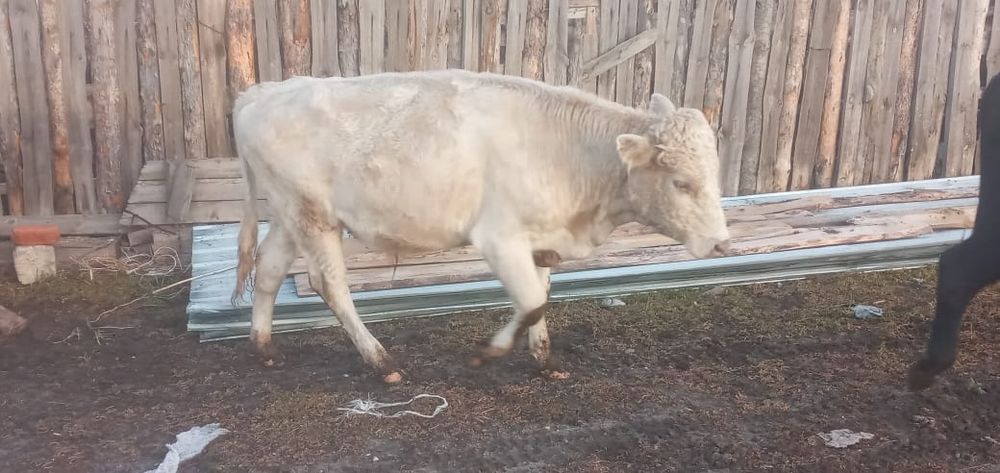 Продам двух бычков