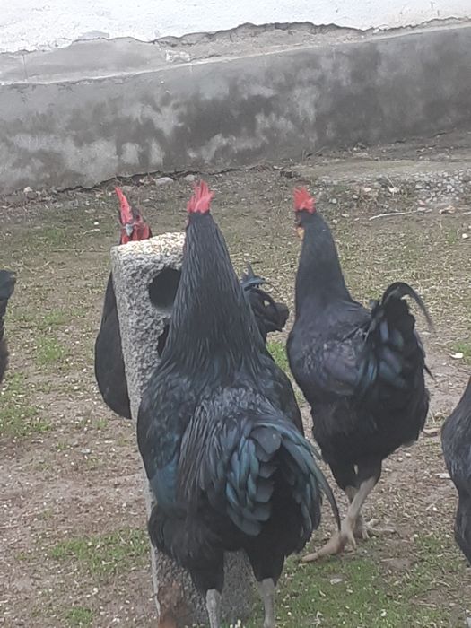 Qora shagzoda xorozlari sotladi