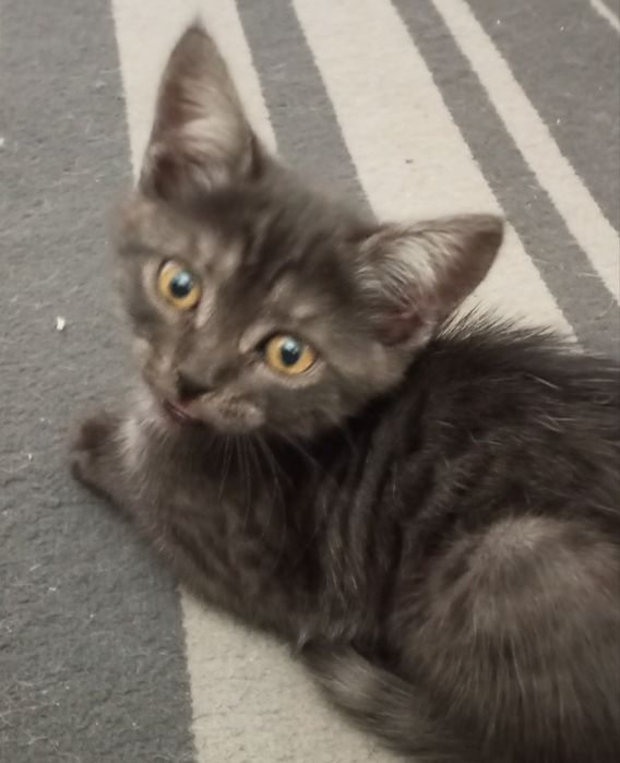 Отдам котенка в добрые руки