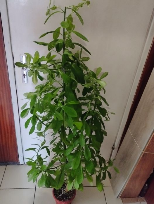 Бенджамин, традесканция, пилея, дифенбахия, гастения, алое, ледебурия