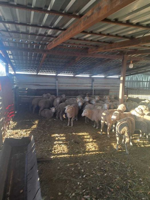 Продам баран опт