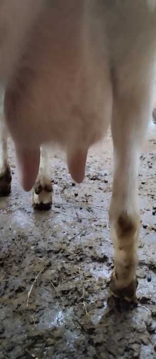 Продавам две млечни млади кози