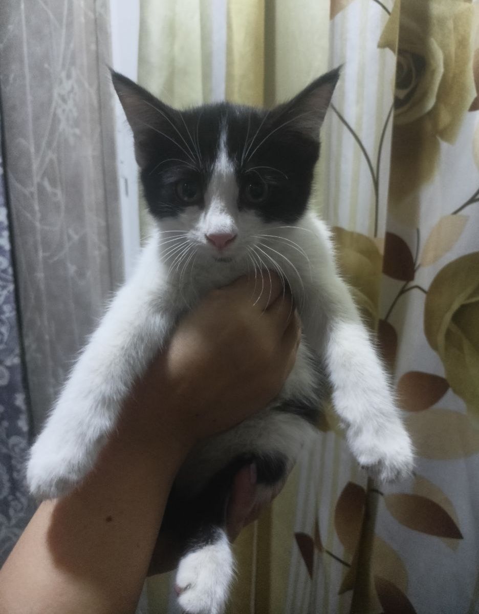 Котёнок девочка 2,5 месяцев