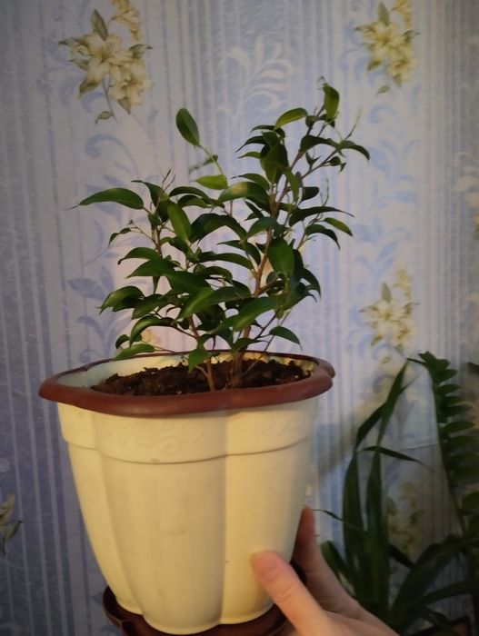 Фикус Бенджамина.