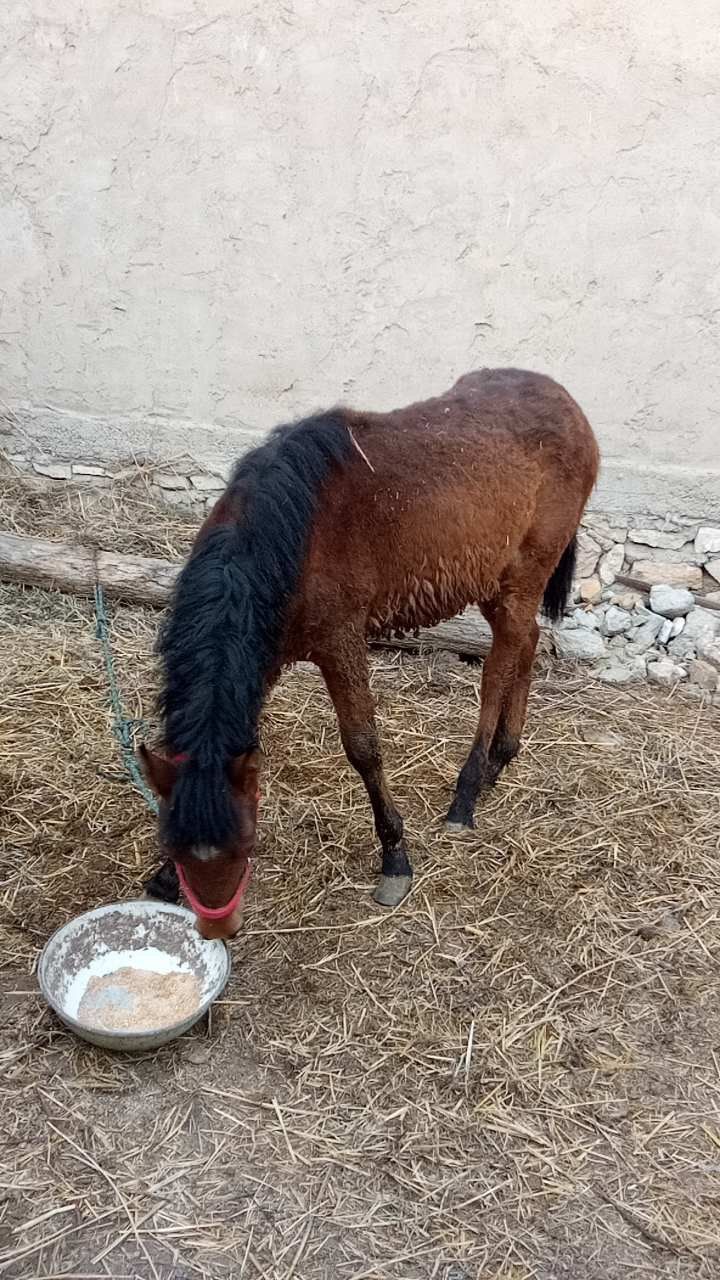 Продам лошадь 1 год а