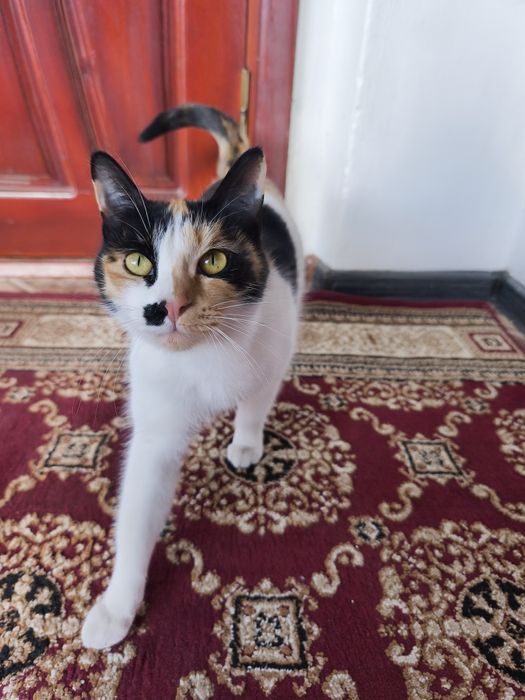 Отдам в хорошие руки