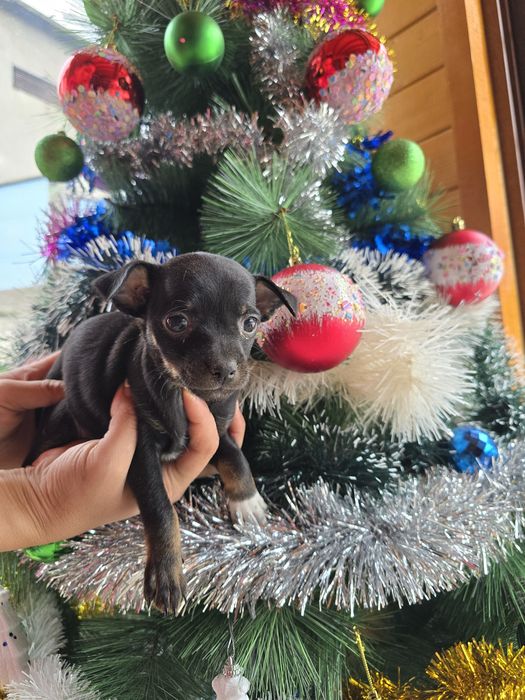 Мини чиху пинчери