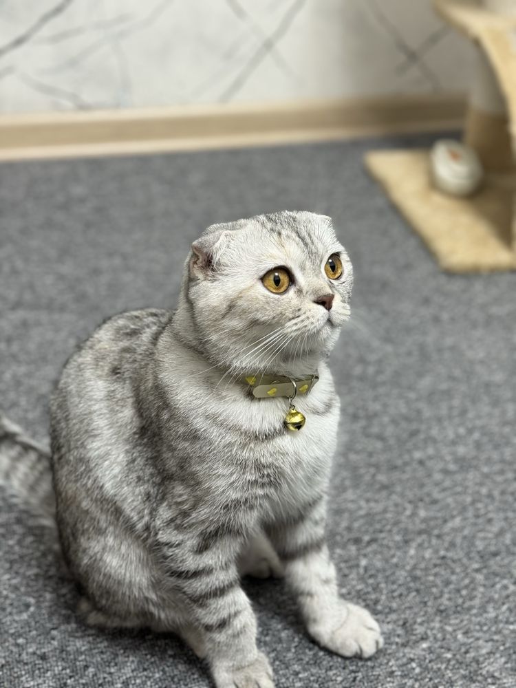 кошка Лара продается