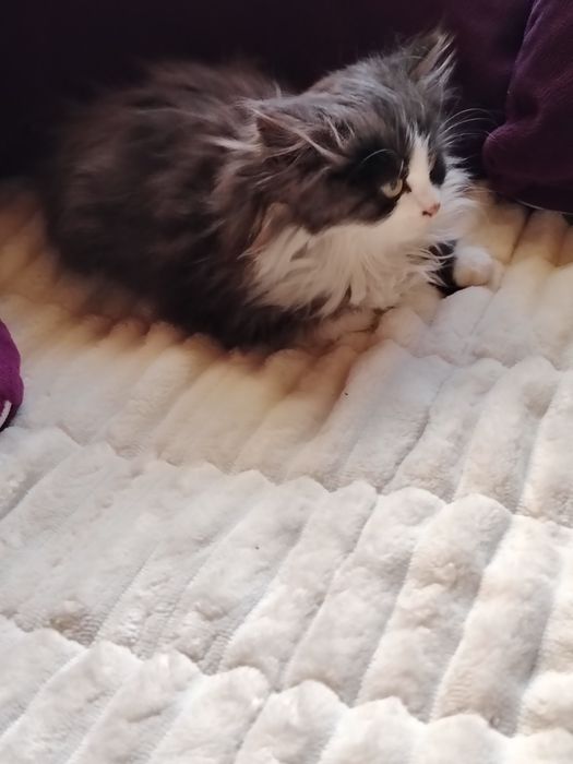 Очарователно персийско котенце