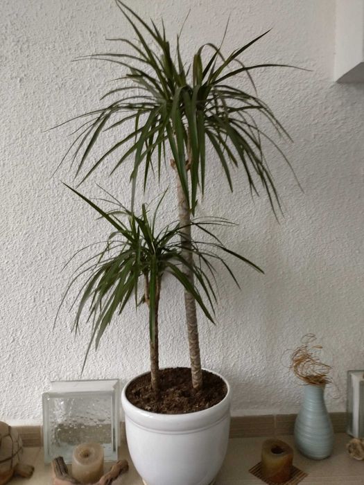 2 бр. Драцени с 3 разклонения всяка ( висока около 1 м )