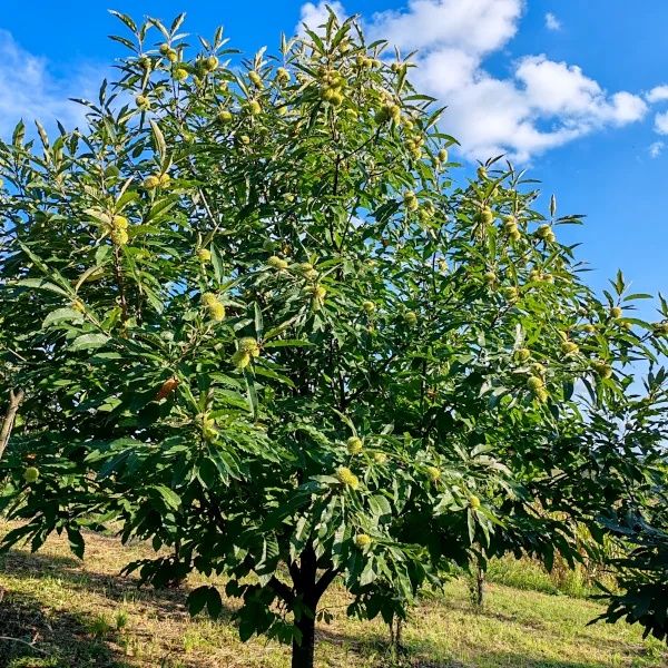 ЯДЛИВ КЕСТЕН – (дръвчета)