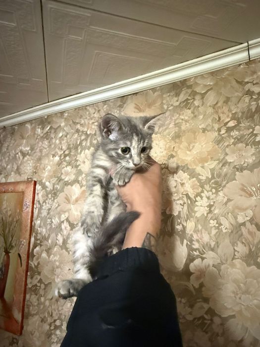 Дарю котят  2.5 мес