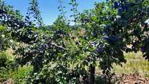 Vand prune ana spath/renglote