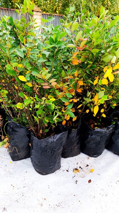 Кизильник блестящий