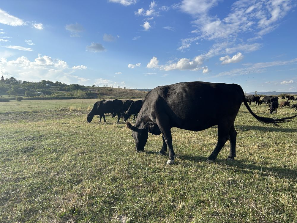 Vaci Angus fatate, cu vitei de 3 luni