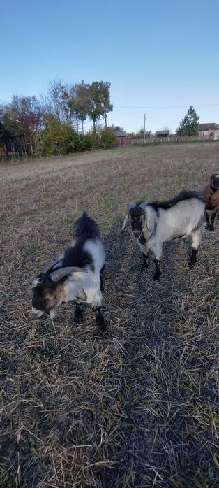 Vand doi  țapi  (iezi de anul asta)