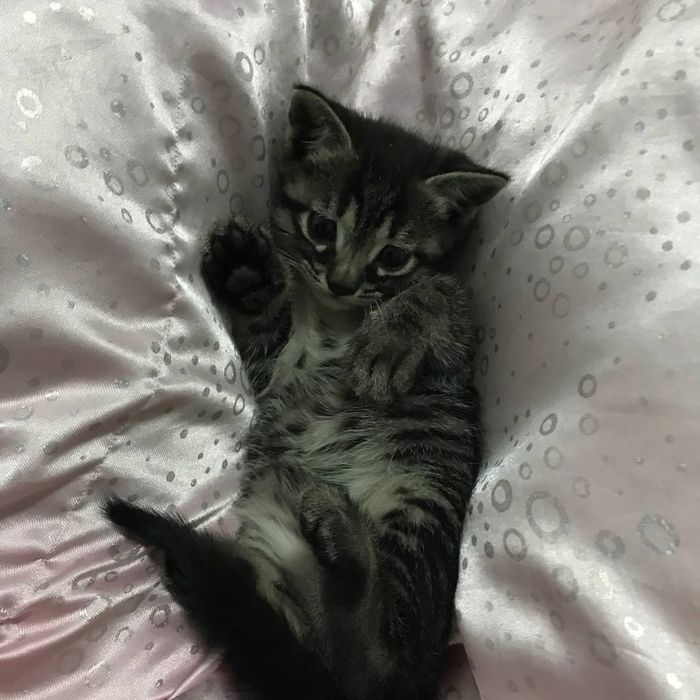 Отдам котят в добрые руки,кто действительно любит животных