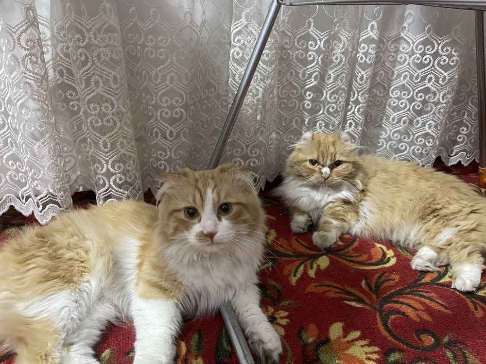 American curl juft