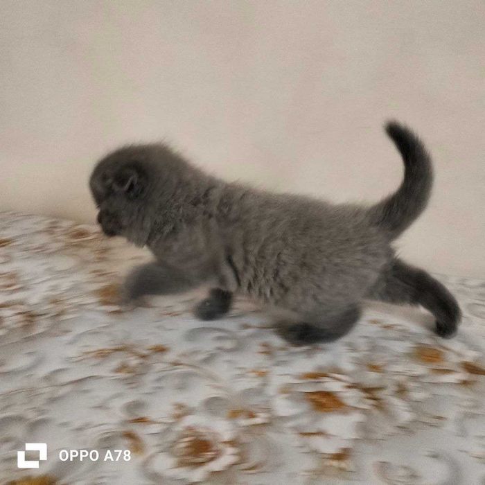 Britanskiy mushukcha