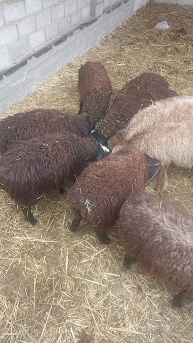 Токтылар бар семиз