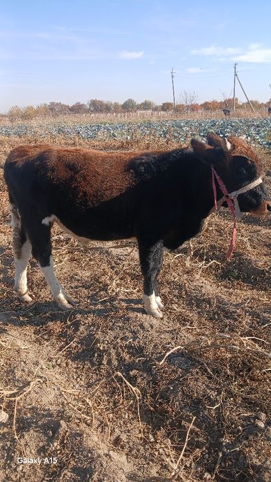 Новослар сотилади месни